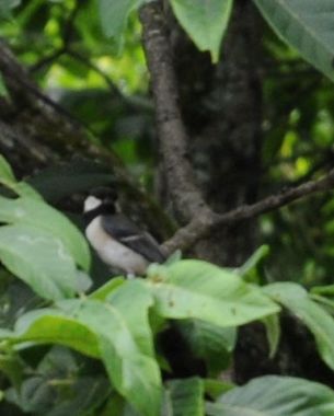 すぐ手の届くところに双眼鏡と友人から譲り受けた野鳥図鑑を置いている。

埼玉の郊外に住んでいた時に詳しい図鑑を手に入れたものの、なかなかどの鳥なのかを見極めるのが難しかった。
友人からの図鑑は写真ではなくイラストベースのもの。写真だとどうしても撮影した瞬間の姿に左右されるが、イラストだと特徴的な要素をすべて絵に入れているので、ぱっと見た姿をもとに同定しやすいということに気が付いた。