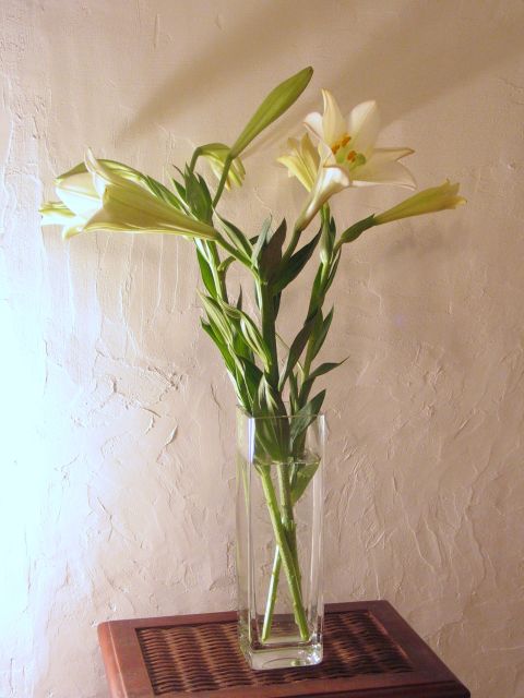 lilies