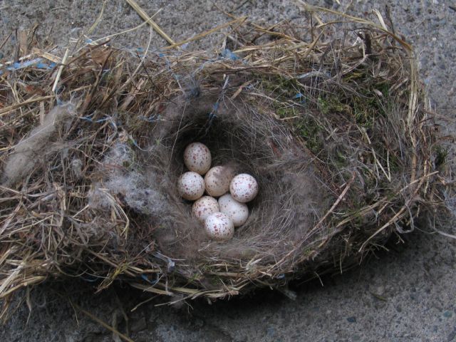 nest